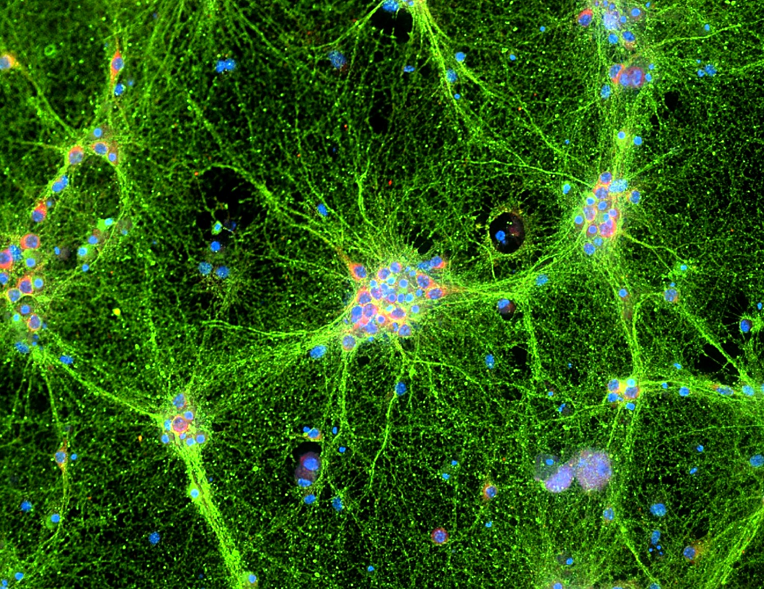 Microscopy image featuring cellular structure and fluorescence