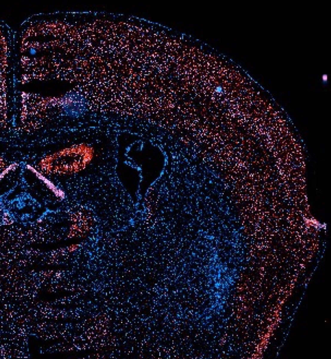 Microscopy image from vascular regeneration study